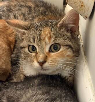 Domestic Short Hair Cats Available for Adoption - Neytiri (Holiday Cuddle Puddle Litter) | PetCurious