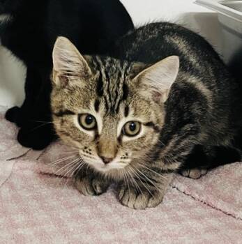 Rescue Domestic Short Hair Cats for Adoption in Savannah, Georgia - Plankton | PetCurious