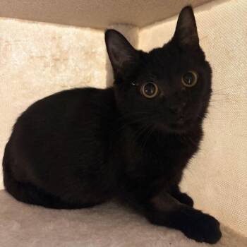 Uncrusted Uncrustable -  Domestic Short Hair Cat for Adoption in Davenport, Iowa - Uncrusted Uncrustable | PetCurious