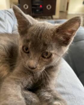 Sprite -  Domestic Short Hair Cat for Adoption in Oviedo, Florida - Sprite | PetCurious