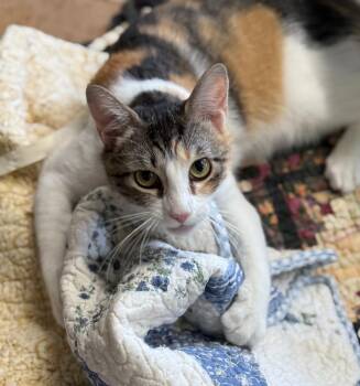 Maeve -  Domestic Short Hair Cat Available for Adoption in Hampton, Virginia - Maeve | PetCurious