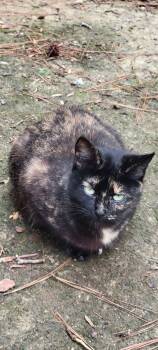 Tortoiseshell Cats Available for Adoption - Tortie | PetCurious