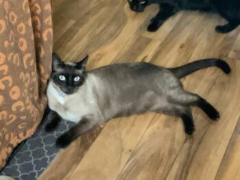 Pudding (Courtesy Post) -  Siamese and Domestic Short Hair Cat for Adoption in San Jose, California - Pudding (Courtesy Post) | PetCurious