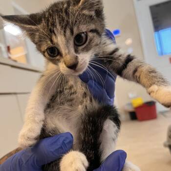 Remedy -  Domestic Short Hair Cat for Adoption in Kanab, Utah - Remedy | PetCurious