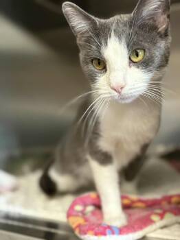 Rescue Domestic Short Hair Cats for Adoption in Bridgewater, New Jersey - Tammy | PetCurious