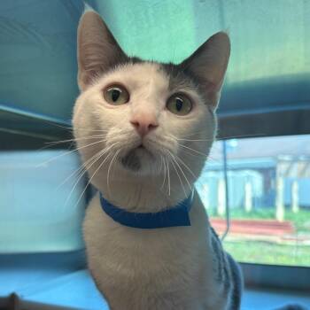 Domestic Short Hair Cats Available for Adoption in Fairport, New York - Charm | PetCurious