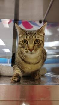 Domestic Short Hair Cats Available for Adoption - Peggy | PetCurious