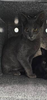 Mr. Peanutbutter -  Domestic Short Hair Cat for Adoption in Athens, Tennessee - Mr. Peanutbutter | PetCurious