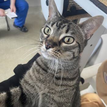 Fish -  Domestic Short Hair Cat for Adoption in Chicago, Illinois - Fish | PetCurious