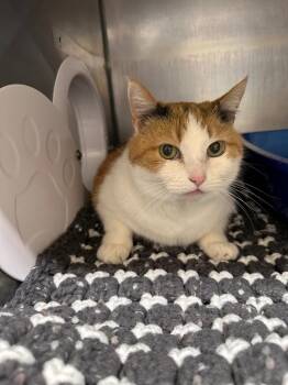 Domestic Short Hair Cats Available for Adoption - Trixie | PetCurious