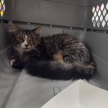Fuzzy -  Domestic Short Hair Cat for Adoption in Chattanooga, Tennessee - Fuzzy | PetCurious