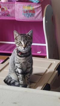 Rescue Domestic Short Hair Cats for Adoption in Calverton, Maryland - Sugar | PetCurious