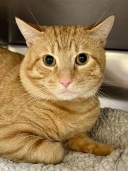 Butters -  Domestic Short Hair Cat for Adoption in Wichita, Kansas - Butters | PetCurious