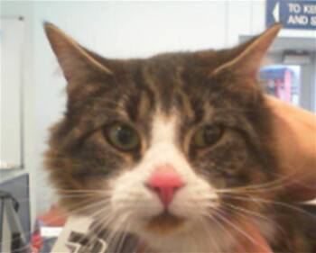 Domestic Short Hair Cats Available for Adoption in Charlotte, North Carolina - CHLOE | PetCurious