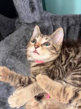 Luna- Pink -  Abyssinian Cat for Adoption in Charlotte, Michigan - Luna- Pink | PetCurious