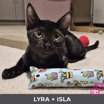 Rescue Domestic Short Hair Cats for Adoption in Toronto, Ontario - Lyra (bonded With Isla) | PetCurious