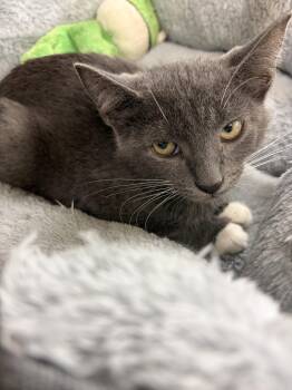 POLLY -  Domestic Short Hair Cat for Adoption in Smithtown, New York - POLLY | PetCurious
