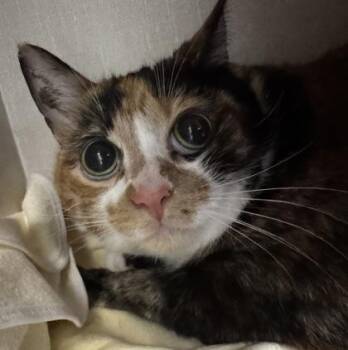 Lavender -  Domestic Short Hair Cat for Adoption in Erin, Ontario - Lavender | PetCurious