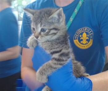 NOVA BRIGHT -  Domestic Short Hair Cat for Adoption in Louisville, Kentucky - NOVA BRIGHT | PetCurious