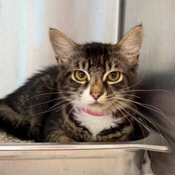 Sedona -  Domestic Medium Hair Cat for Adoption in Englewood, Florida - Sedona | PetCurious