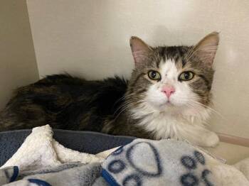 Domestic Long Hair Cats Available for Adoption in Winnipeg, Manitoba - Ted Lick-so | PetCurious