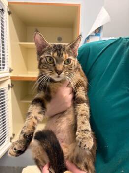 Chunky -  Domestic Short Hair Cat for Adoption in Bloomington, Indiana - Chunky | PetCurious