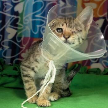 Prosciutto -  Domestic Short Hair Cat for Adoption - Prosciutto | PetCurious