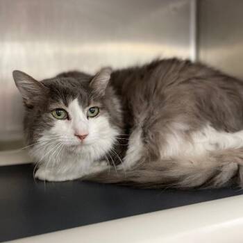 Fiona (Cat 19) -  Domestic Long Hair Cat for Adoption in Roanoke, Virginia - Fiona (Cat 19) | PetCurious