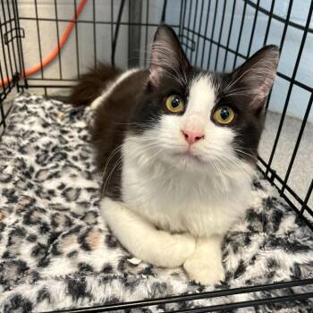 Rescue Domestic Medium Hair Cats for Adoption in Carencro, Louisiana - Lemy | PetCurious