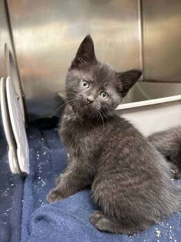 Rescue Domestic Short Hair Cats for Adoption in Findlay, Ohio - Sable | PetCurious