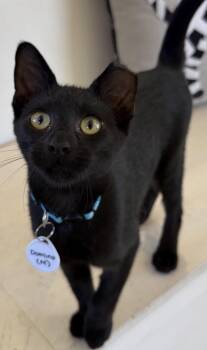 Domino - playful panther - CCC -  Bombay and Domestic Short Hair Cat for Adoption in San Luis Obispo, California - Domino - Playful Panther - CCC | PetCurious