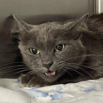 Tire -  Domestic Medium Hair Cat for Adoption in Tulsa, Oklahoma - Tire | PetCurious