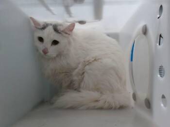 PHEROMOSA -  Domestic Short Hair Cat for Adoption in Albuquerque, New Mexico - PHEROMOSA | PetCurious