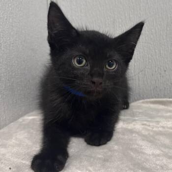 Bohdan -  Domestic Short Hair Cat for Adoption in Tampa, Florida - Bohdan | PetCurious