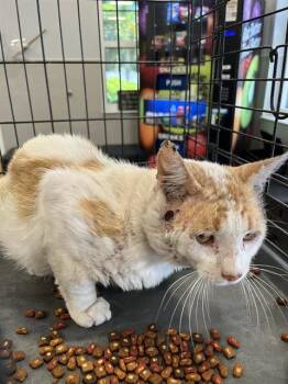 EUGENE -  Domestic Short Hair Cat for Adoption in Palmetto, Florida - EUGENE | PetCurious