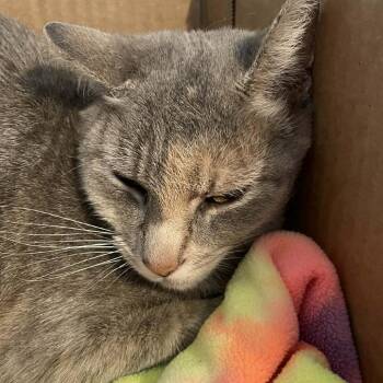 Domestic Short Hair Cats Available for Adoption in Kingman, Arizona - Squeaker/K26010 | PetCurious