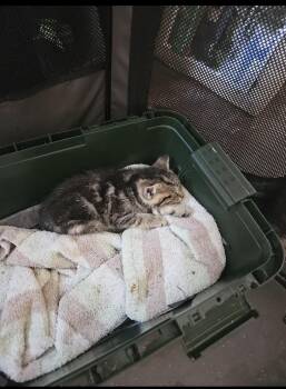 Snoozy -  Domestic Short Hair and Tabby Cat for Adoption in Rochester Hills, Michigan - Snoozy | PetCurious