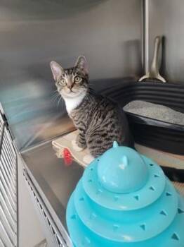 Air Fryer -  Domestic Short Hair Cat for Adoption in Fergus Falls, Minnesota - Air Fryer | PetCurious