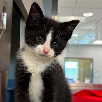 Leo -  Domestic Short Hair Cat for Adoption in Nevada, Missouri - Leo | PetCurious