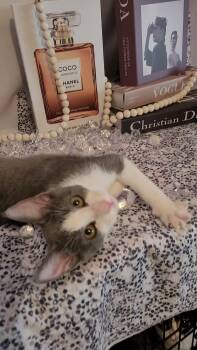 Rescue Domestic Short Hair and Tuxedo Cats for Adoption in Escalon, California - PRADA | PetCurious