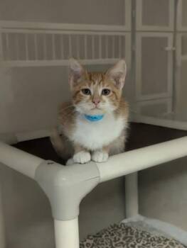 Mark - I AM AT PetSmart Northborough -  Domestic Short Hair Cat for Adoption in East Brookfield, Massachusetts - Mark - I AM AT PetSmart Northborough | PetCurious