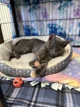 Domestic Short Hair Cats Available for Adoption in Myerstown, Pennsylvania - Forklift | PetCurious