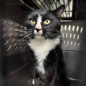 MooMoo -  Domestic Medium Hair Cat for Adoption in Saint Joseph, Missouri - MooMoo | PetCurious