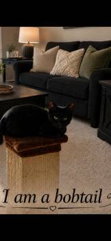 Jet -  American Bobtail Cat for Adoption in Fountain Inn, South Carolina - Jet | PetCurious
