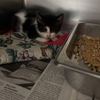 Max -  Domestic Short Hair Cat for Adoption in Elberon, Virginia - Max | PetCurious