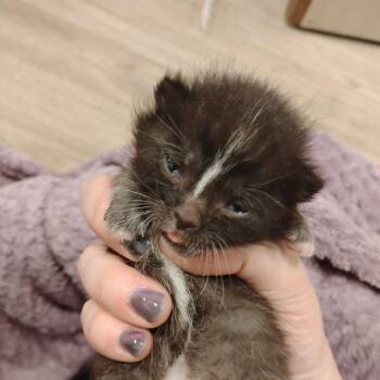 The Hound -  Domestic Short Hair Cat for Adoption - The Hound | PetCurious