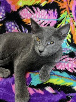 Jasper -  Domestic Short Hair Cat for Adoption in Independence, Missouri - Jasper | PetCurious