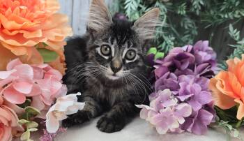 Clover -  Domestic Long Hair Cat for Adoption in Ocean Springs, Mississippi - Clover | PetCurious