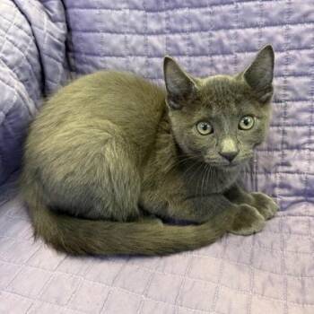 Trout -  Domestic Short Hair Cat Available for Adoption in Janesville, Wisconsin - Trout | PetCurious