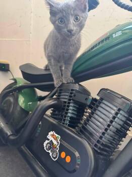 Bleu -  Domestic Short Hair Cat for Adoption in Bendersville, Pennsylvania - Bleu | PetCurious